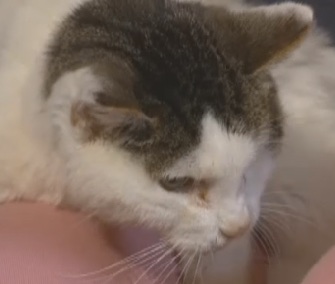 Ralph was reunited with his owners in Iowa after being missing for 14 years.