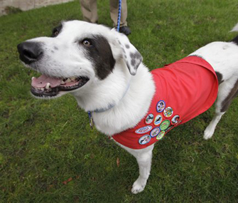 Jasper the Dog Scout