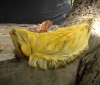 Spotted in an Amazon rainforest, a rare caterpillar is nicknamed for Donald Trump.
