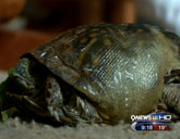 Fiberglass turtle shell