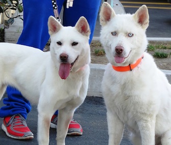 Bomi, left, stands with her pal, Miley, who was also rescued by The Fuzzy Pet Foundation.
