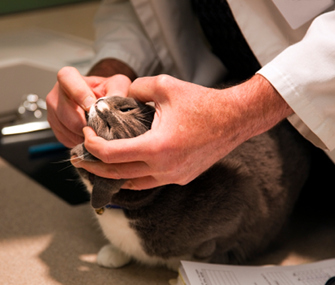 Cat Pill