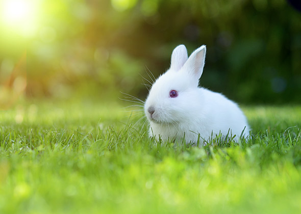 Most Popular Rabbit Names of 2013