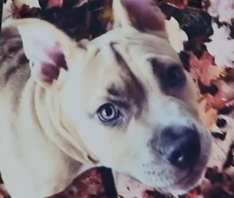 Miyah, a Pit Bull puppy, was reunited with her Connecticut family after being taken from their home while they slept.