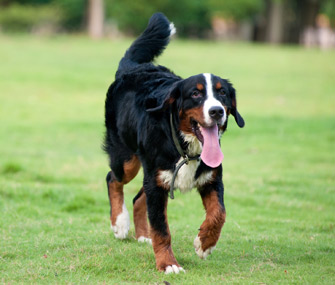 Bernese Mountain Dogs are susceptible to CCL disease