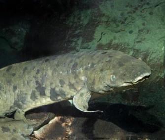 Granddad is marking 80 years at the Shedd Aquarium.