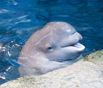 Beluga Whale Calf