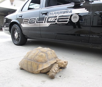 Clark was picked up by police after he was found roaming the streets in Alhambra, California.