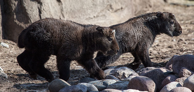 A pair of shaggy Sichuan takin calves