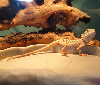 Bearded Dragon