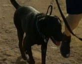 Buddy the dog registered to vote in New Mexico