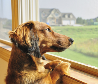 dog separation anxiety blanket