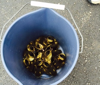 Firefighters in Wisconsin collected the rescued ducklings in a bucket before reuniting them with their mom.