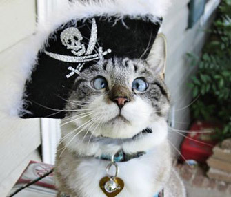 Spangles the Cat