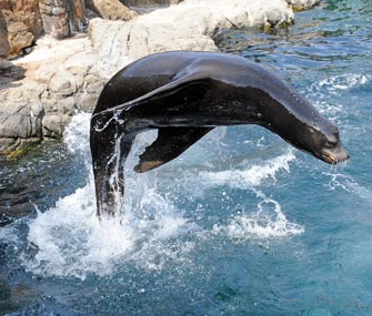 California Sea Lion at New York Aquarium
