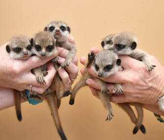 Meerkats born at Taronga Zoo