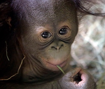 Tuah, a 5-month-old Bornean orangutan, made his debut at the Hogle Zoo in Salt Lake City on Saturday.