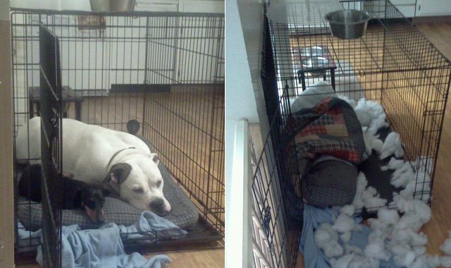 Before and after destroyed crate bedding