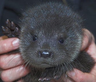 Buddy, an orphaned baby otter, was found on a doorstep in Scotland.