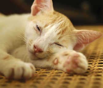 Sick Cat