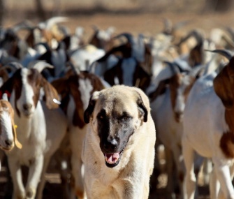 Anatolian Shepherd dog Bonzo leads a herd of goats on a farm in Namibia.