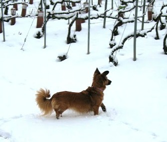 Dog in vineyard