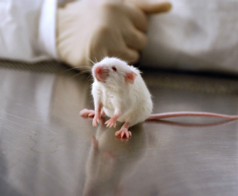 White lab mouse