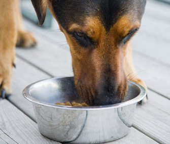 Dog eating food from bowl