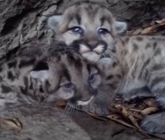 Two adorable mountain lion kittens were found tucked away in a den in the Santa Monica Mountains.