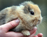 Til, a German zoo's star rabbit, was killed when he was stepped on by a cameraman.