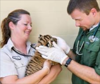 Three Malayan tiger cubs appear in the premiere of "The Wildlife Docs."
