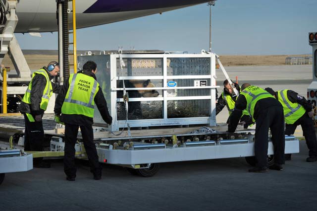 Giant Panda Off-Loading