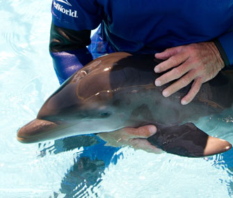 Newborn dolphin rescued