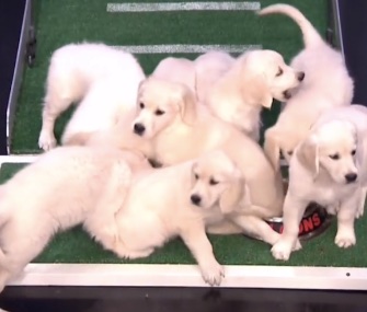 Jimmy Fallon's puppy predictors clearly favored the Atlanta Falcons in Super Bowl LI.