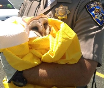 CHP Officer Justin Fetterly rescued the injured owl from Highway 101 in California.
