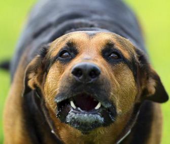 Dog with raised fur