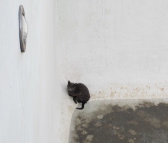 A stray cat who fell into an old pool in Arizona was rescued and named Scuba.
