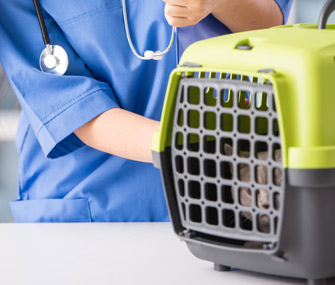 Cat in carrier being examined by vet