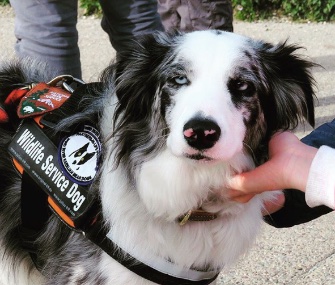 Gracie the Border Collie helps keep wildlife and visitors safe at Glacier National Park.