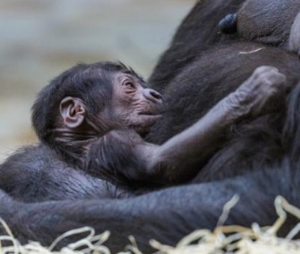 Shinda surprised her keepers when she gave birth to her first baby on Sunday.