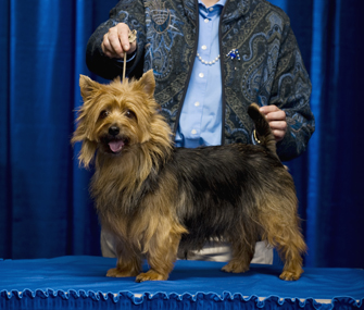 Handler with dog at dog show