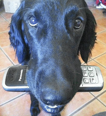 Cute Pet of the Week Faith