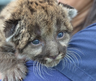 The Florida panther kitten was only about 1 pound when he was found. He's pictured here at 2 weeks old.