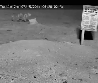 If you watch closely over the next few days, you might get to see loggerhead sea turtle hatchlings emerge from this nest.
