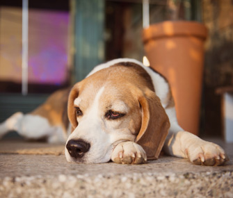 Sick Beagle