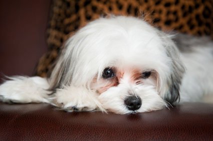 Sad puppy divorce