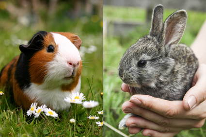 rabbit or guinea pig for pet