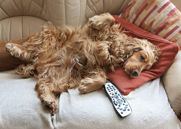 Image result for dogs asleep on couch with remote