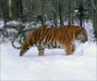 A male Amur tiger leads his family in a rare family photo.
