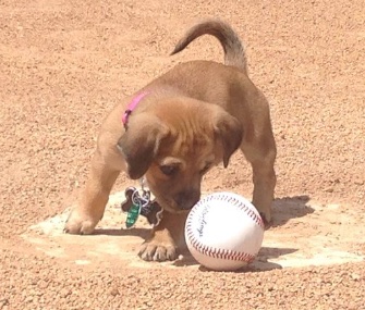 The Savannah Bananas are hoping Daisy will grow up to be their bat girl.